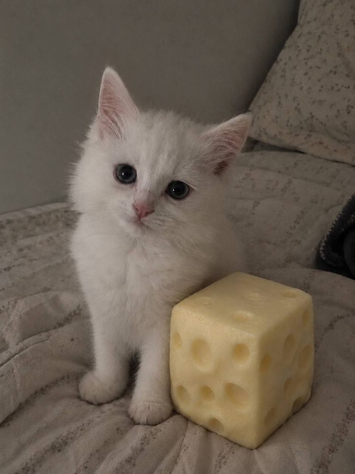 Белый котёнок